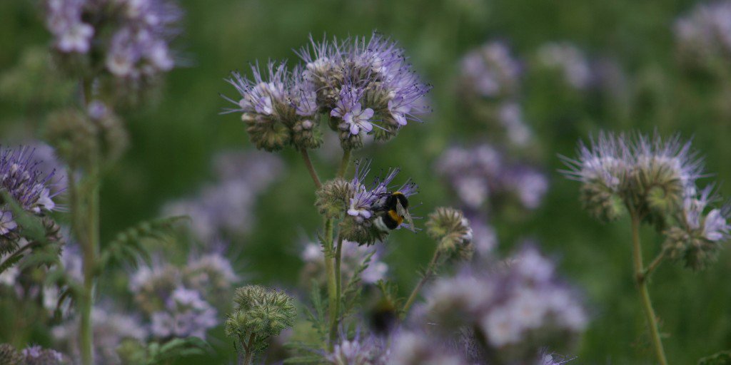 Syngenta_BNL's tweet image. Op de #Interra boerderij in Brussel is #biodiversiteit topprioriteit: met ruimte voor vogels, inzet van #agroforestry en natuurlijk het aanleggen van #bloemstroken. Lees hier meer: ow.ly/o4YQ50ufObP