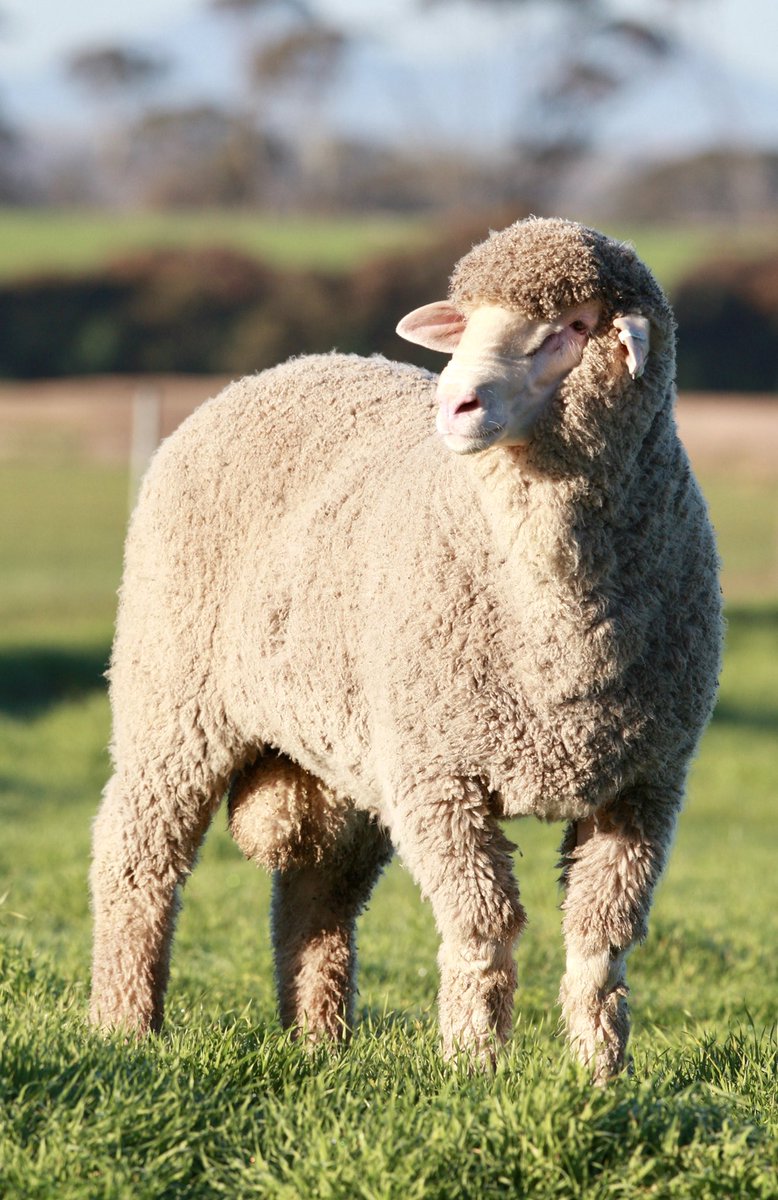 ShelbyGarnett's tweet image. @WoolProducers here’s a picture of my ram for Wool Week! Breeding the future of #AustralianMerinos @MerinosPoll 
Celebrating the versatility of wool and the innovation, dedication and brilliance of Australian wool producers @Woolmark @woolinnovation