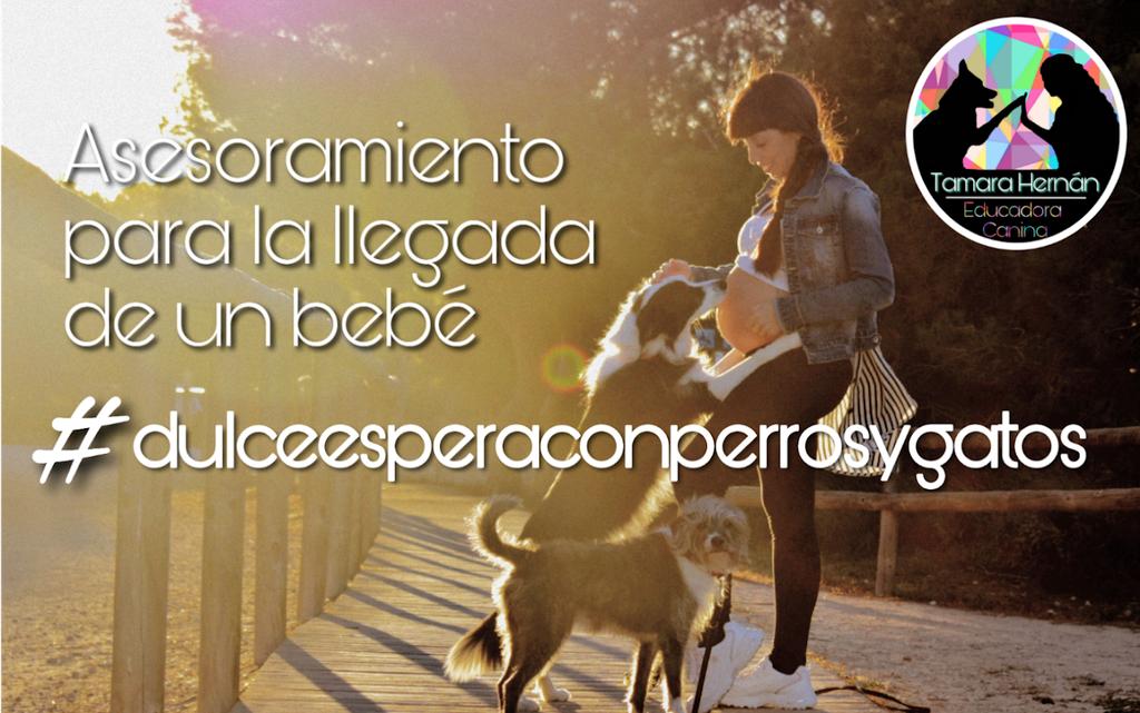Ideas para nuevas actividades con tu perro …acioncaninatamarahernan.wordpress.com/2019/05/21/ide…