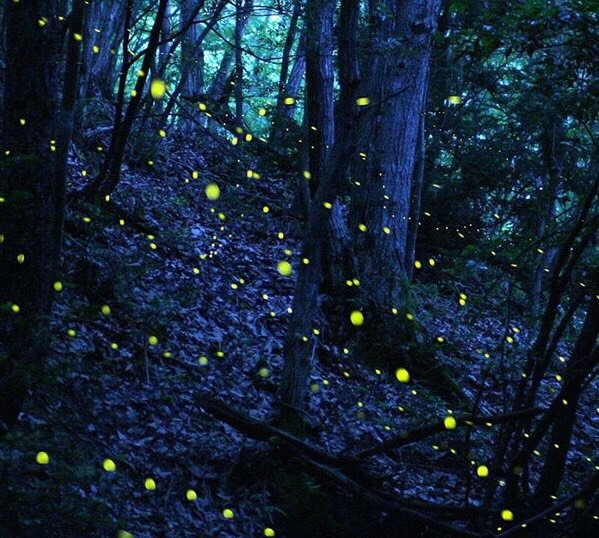 GaijinIn's tweet photo. Looking for a place to stay in Hyogo? Check out Gran Chariot’s firefly experience package! 

#granchariot #hotel #himebotaru #fireflies #experience #package #japan #summer #forest #summer #night #lightup #awajiisland #awaji #hyogo #kansai https://t.co/OfaoyBhHZ3