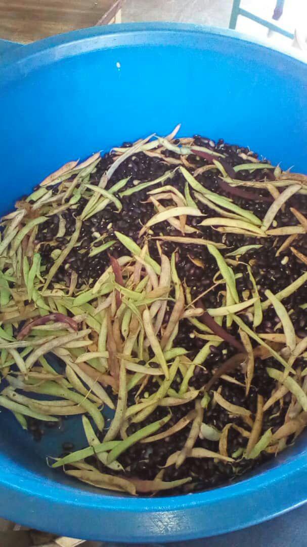 El Plan Todas las Manos a la Siembra muestra su extensa cosecha de caraotas en la Escuela Rafael Antonio Cañizalez de Santiago, Red N° 6, estado #Trujillo  <a href="/NicolasMaduro/">Nicolás Maduro</a> <a href="/PTMSNACIONAL/">Programa Todas las Manos a la Siembra</a> @psuvaristobulo @ZonaEduTrujillo