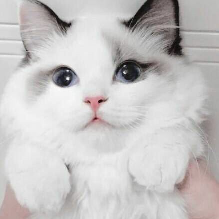 CAT🐱 tweet media