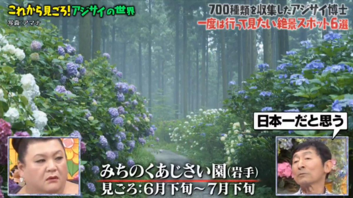 マツコの知らない世界で みちのくあじさい が話題に トレンドアットtv マツコの知らない世界で みちのくあじさい が話題に トレンドアットtv