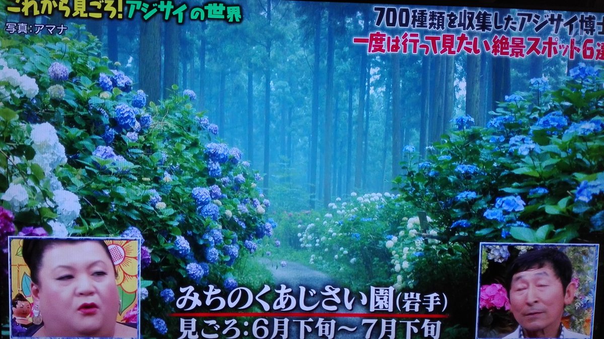 持続的 カール 公爵 紫陽花 虫除け マツコの知らない世界 Takagicorpo Jp 持続的 カール 公爵 紫陽花 虫除け マツコの知らない世界 Takagicorpo Jp