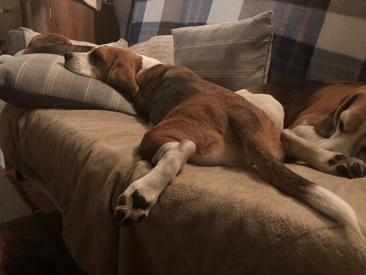 According to recent analysis, the Frog Dog Pose increases #beagle cuteness by 27.3%. #beaglefacts 

📷 <a href="/PiperMaruBeagle/">Piper the Beagle RIP</a> / Twitter