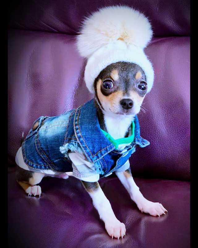 RubyLaLa4's tweet image. One happy and very cute, Ruby La La customer. Agent K loving his new bobble hat...well actually keyring! Thinking outside the box at Ruby La La!! 😍 😍 🐾 🐾
.
#dogfashion #puppy #puppyfashion