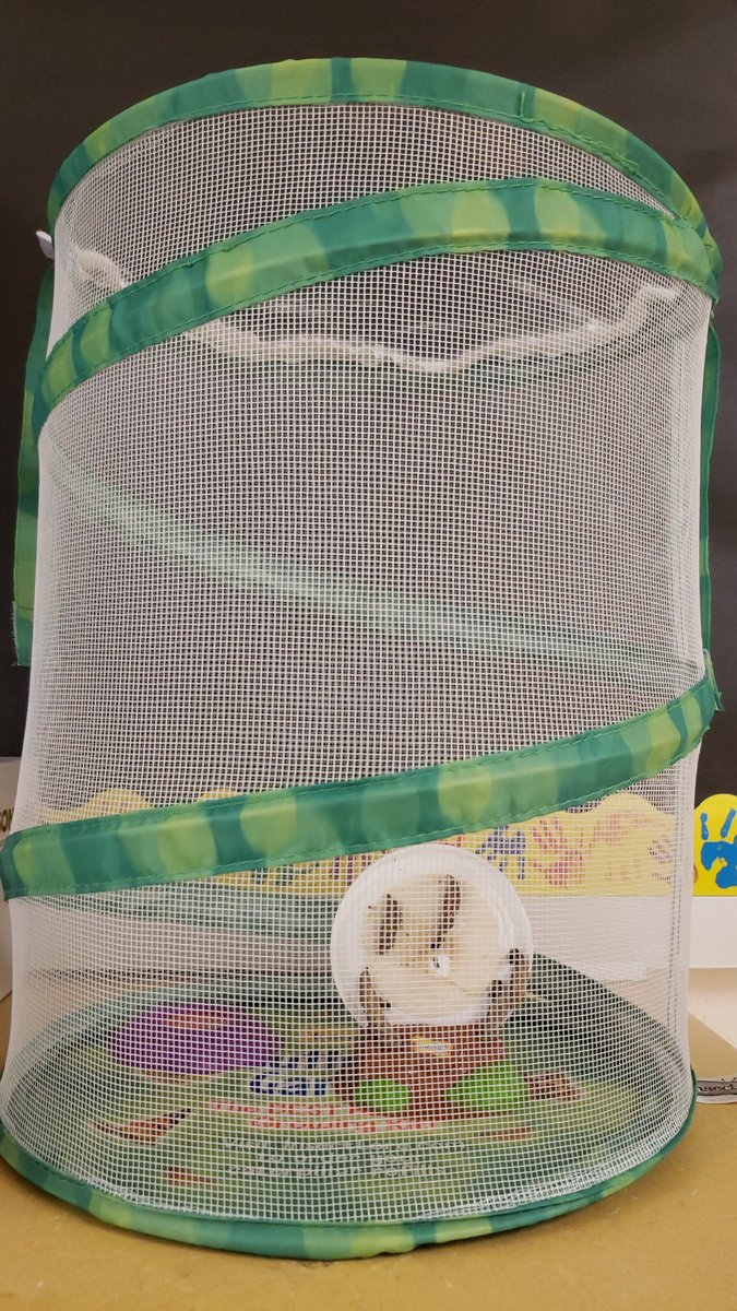 MrsBiteng114's tweet photo. Waiting for our caterpillars to become butterflies! #TriangleTigers #MrsBsKinders https://t.co/I5lCMb6XDv