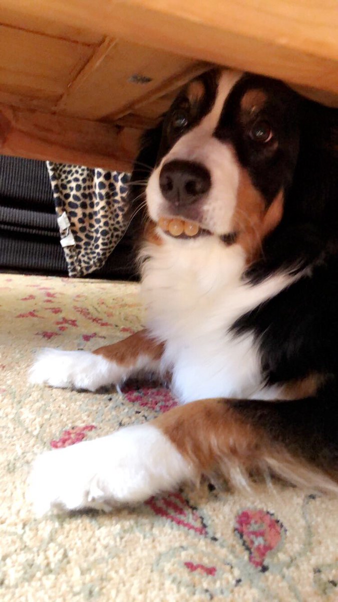 3rinduffy's tweet photo. My dogs like to eat my moms home decor when we’re not home and they got into the fake fruit basket... the grapes got stuck 😭 https://t.co/2zKP0losL7