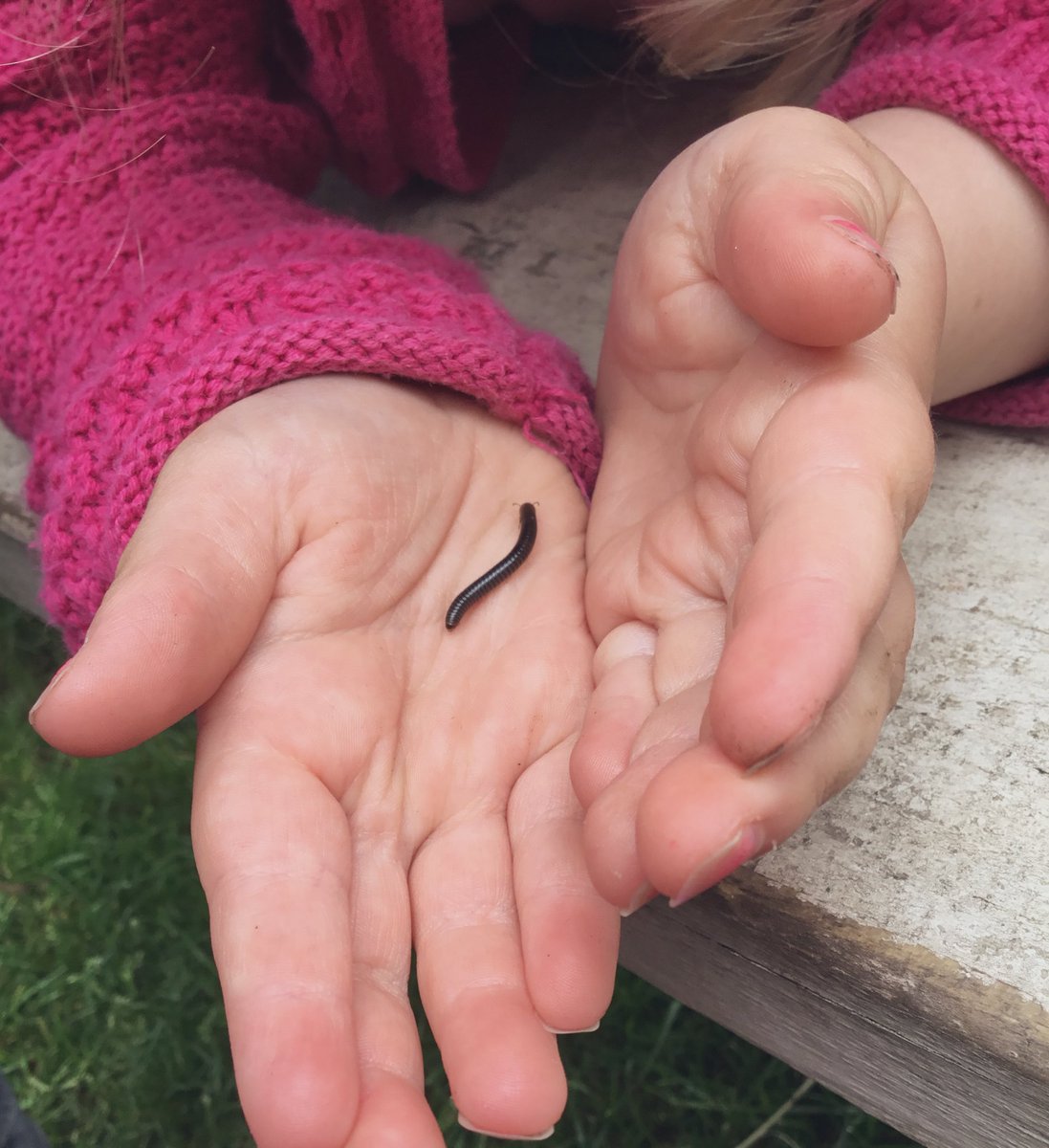 mrswarnock23's tweet photo. Spending hours exploring a range of Minibeasts this morning - nature is a wonderful resource... use it!! 

The level of vocabulary and discussions from today’s exploration is just fantastic!! 🍃🐛🕸🐌 

#nature #bestresource #earlyliteracy #SEYIOedinburgh https://t.co/tDexgSNgKp