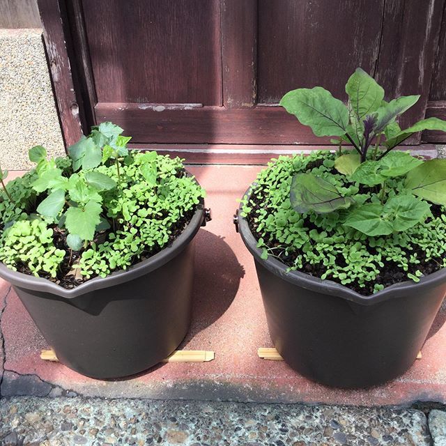 篠原 幸子 プランターならぬバケツの自然農法 オクラとナスを植えてみた 雑草代わりのシュンギクとコマツナとスナップエンドウがにょきにょき生えて楽しい Kyoto Photography Photooftheday Photographer Pics Picoftheday Plants Green