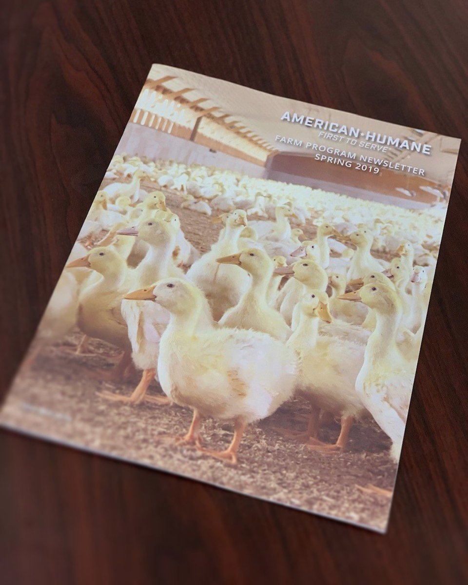 Culver_Duck's tweet photo. Special shout out to our partners American Humane for featuring us on the front cover! Check out the article here! Thanks #AHC
#FeaturedProducer #FrontCover #AmericanHumane #CulverDuckFarms #MeatTheFuture #PoultryNews #Duck #Poultry https://t.co/76E7ReD2td