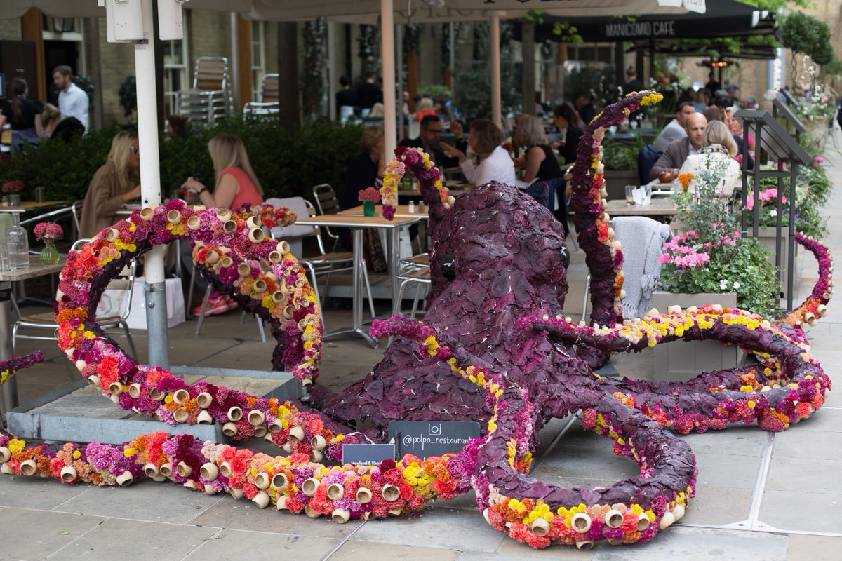 #ChelseaInBloom is officially open! The streets are alive with floral masterpieces, it's a must see. We've teamed up with the wonderful Polpo this year and WE NEED YOUR VOTE! #peopleschampionaward click here if you love Paul The Octopus:
bit.ly/2VRVJVj
