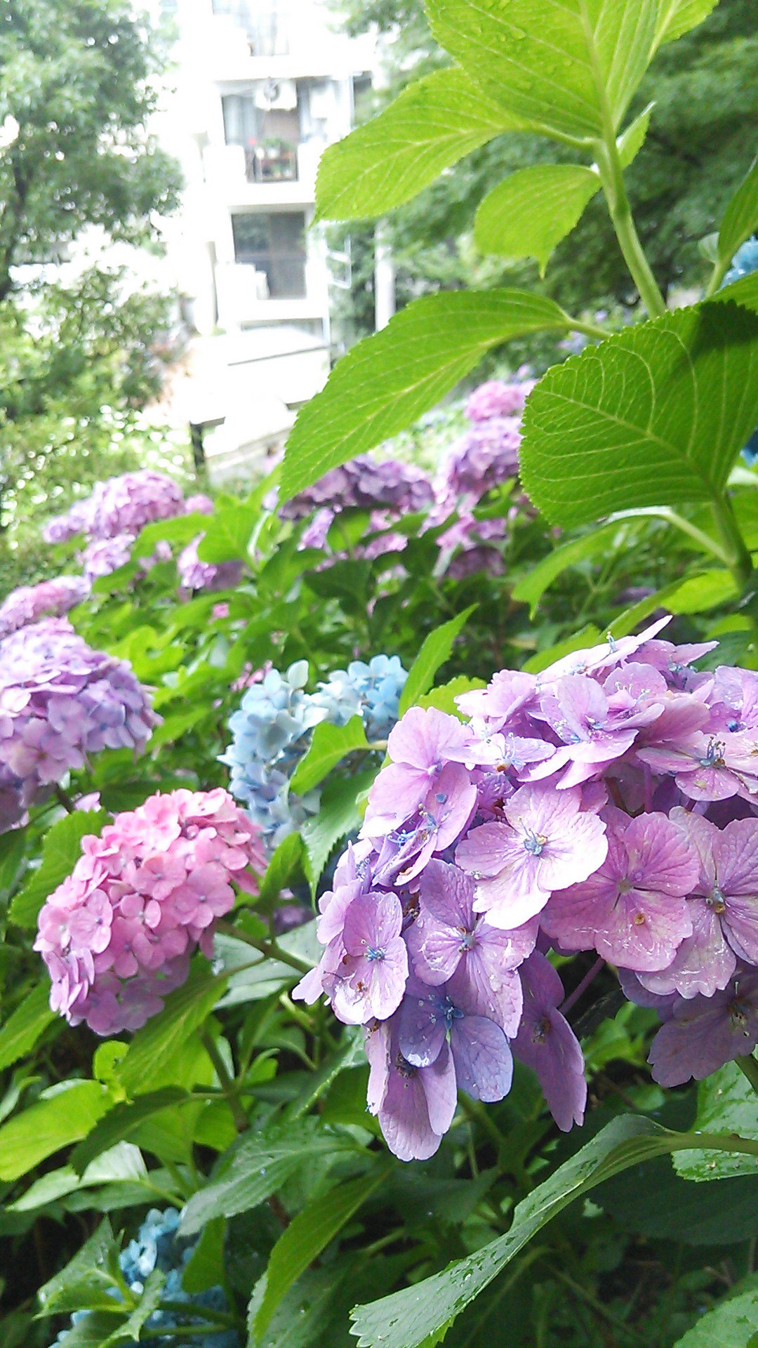 Minaho マツコの知らない世界のあじさい特集が最高だった ほんと 紫陽花好きなんだけど 今年も絶対見に行こうと思ったしなんなら家で育てたい 紫陽花と名前をつけたバンドもやったな 一時期待ち受けも紫陽花だったな 漢字で書いた 紫陽花 も好きなんだ