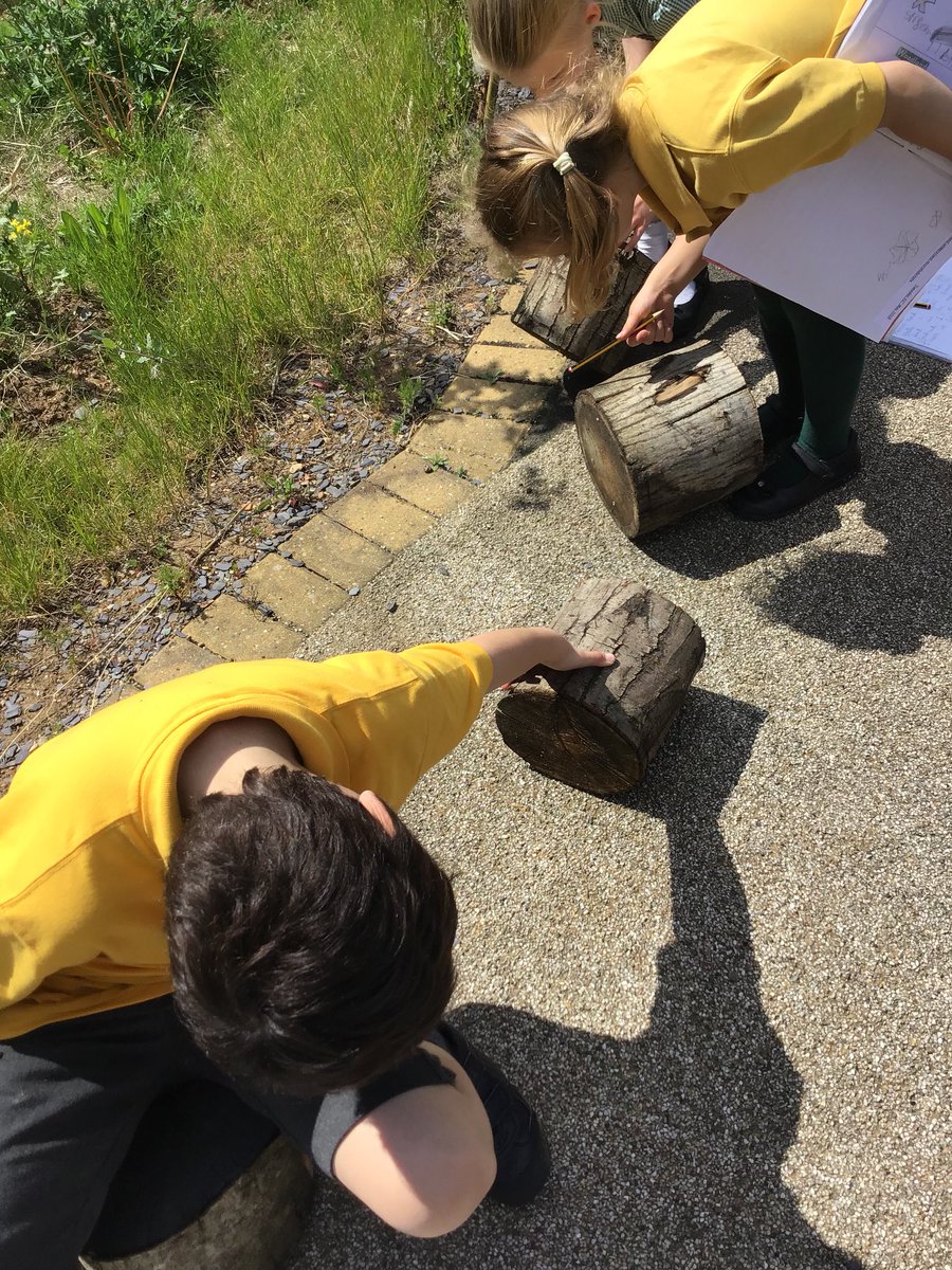 blackbirds1MPS's tweet photo. We have been investigating around school looking for micro habitats and mini beasts. @MPSscience @MpsOutdoor https://t.co/FzhZOkZfnF