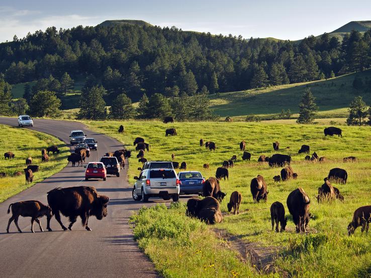 Our #TuesdayMotivation traffic jam 
<a href="/CusterStatePark/">Custer State Park</a> 
#SouthDakota
#bison
#elk
#bighornsheep
#wildlife
#travel  
#getoutside 
<a href="/whyrvalone/">Why RV alone🏞️</a> 
<a href="/RoamingTimes/">Roaming Times RV🏞️</a> 
<a href="/womenwhoRV/">Women Who RV🏞️</a> 
@andridealong
<a href="/RVingTimes/">RVing Times 🏞️</a>