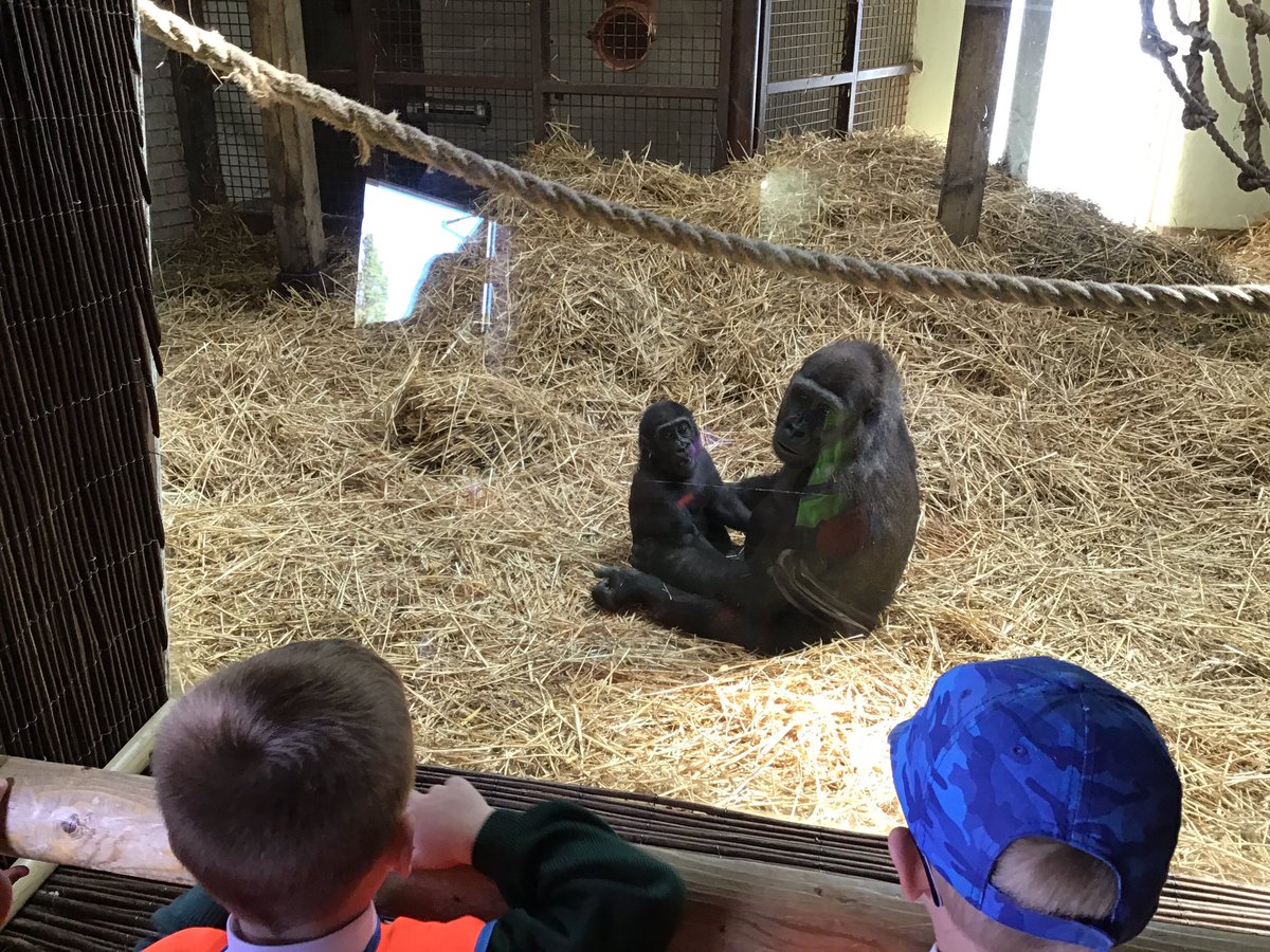 sjvblackpool's tweet photo. We saw lots of baby animals ๐ฆ #SJVClassRC https://t.co/2nOBphe4eu