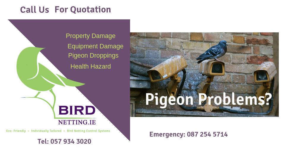 birdnettingIE's tweet photo. Pigeons can cause problems all year round. Call us for the solution. #pigeons #residential #commercial #foodhalls #droppings #industrial #droppings #loadingbays https://t.co/vMfIvzfjg0