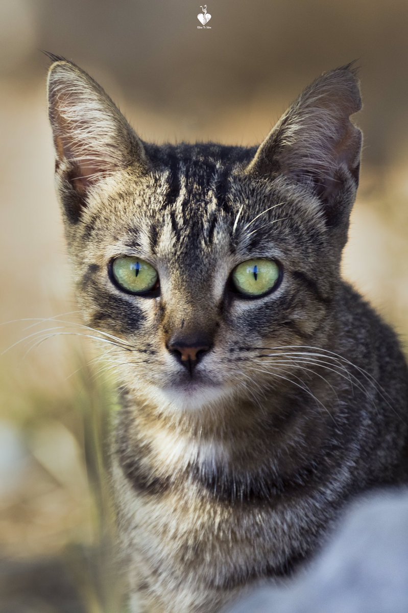 nature_return's tweet photo. Blupp, chat sauvage du Frioul. 
@_rondpoint_ 
#canonphoto  #nature #natgeo #rondpoint #RTN #photography #photo #France #love #love #life #cat #marseille #frioul #canonphotography #CatsOfTwitter #500px https://t.co/jNFv6TMs6m