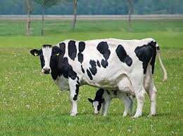 DigicowApp's tweet photo. Having trouble feeding your cow immidiately after calving?
Login into your #DigiCowApp Today,click on training tab,open feeding and nutrition topic to learn how to feed a cow after calving for good fertility and milk https://t.co/uJ7nCJv9HH https://t.co/qxTZzuUH2z https://t.co/lJkizU3xrT