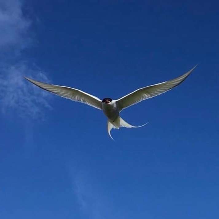 The tirricks are back, have you seen any?
.
Read this month’s Shetland Life to find out more about our returning seabirds from expert, Paul Harvey.
.
Photo | @beachcomber_15 
.
#myshetlandlife #tirrick #arctictern #seabird #seabirds