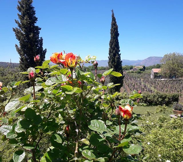 Tenuta Moscamento Etna nord est #Fischetti #Rovittello 
La rosa viene definita una "pianta spia" perché manifesta prima della vite la presenza dei parassiti , malattie o carenze minerali. Ecco perché a Tenuta Moscamento troverete una presenza importante di rose.

#roses #vin…