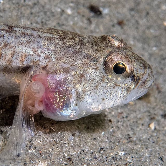 ripstone's tweet photo. Fish's parasite

Sand goby

#photography #aquaticadigital #zeeland #photooftheday  #underwater #animals #wildlife #sea https://t.co/U7PS91mbvA https://t.co/lc3wiDW2Ge
