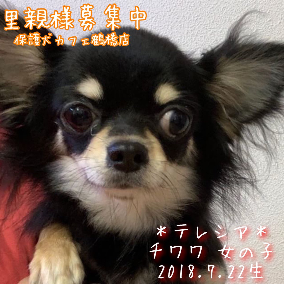 保護犬カフェ 鶴橋店 S Tweet 里親様募集中 本日保護のわんちゃん達 里親様募集中です 店舗移動の可能性もございますので お問い合わせはお電話にてお願いします 里親募集中 保護犬カフェ鶴橋店 保護犬 犬 チワワ キャバリア ミックス犬 殺処分ゼロ 保護犬カフェ 鶴橋店 S Tweet 里親様募集中 本日保護のわんちゃん達 里親様募集中です 店舗移動の可能性もございますので お問い合わせはお電話にてお願いします 里親募集中 保護犬カフェ鶴橋店 保護犬 犬 チワワ キャバリア ミックス犬 殺処分ゼロ