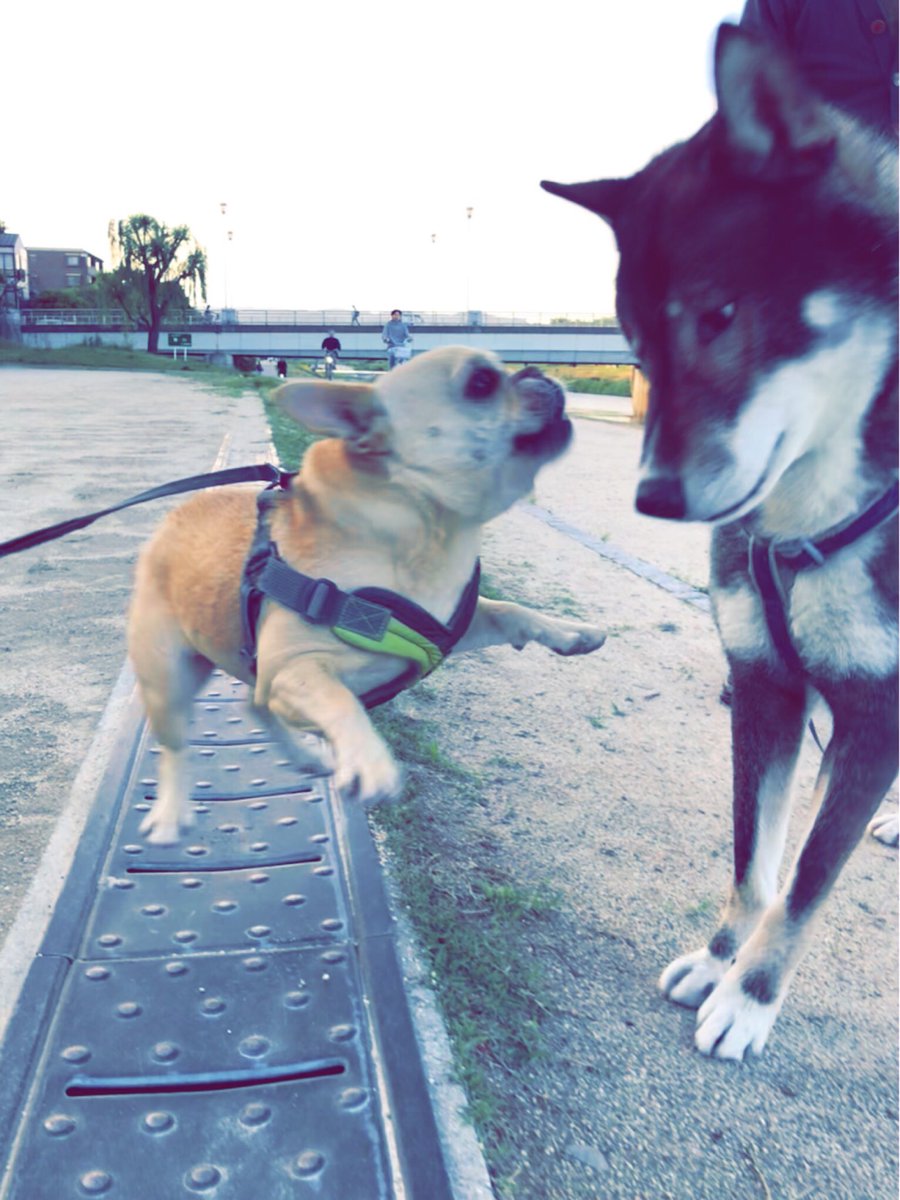 イケメン犬 Twitter Search