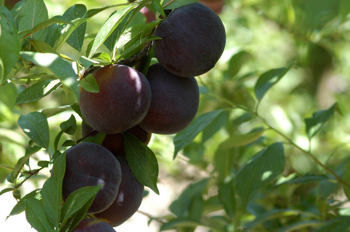 agriculturacat's tweet photo. 🍑 A partir de demà es poden sol·licitar els ajuts del pla d’arrencades de #fruita de pinyol 2019-2020.
👉Objectiu: Treure del mercat 2.000 ha de préssec, nectarina, paraguaià i platerina.
➡ Eliminar varietats obsoletes.
➡ Afavorir la viabilitat futura de les explotacions. https://t.co/xoiu9AjaSJ