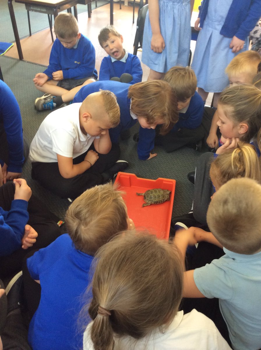 BraeburnPrimary's tweet photo. Look who visited Deer Team.
We loved the book! Now we've met the main character Alfie.
@BraeburnPrimary  @eboractrust @roald_dahl @QuentinBlakeHQ  #tortoise #esiotrot #wideawake #mrssilver #mrhoppy #love #alfie https://t.co/Urv2XBAsPT