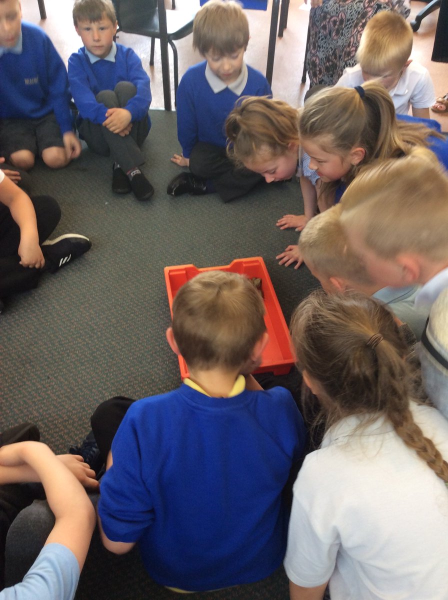 BraeburnPrimary's tweet photo. Look who visited Deer Team.
We loved the book! Now we've met the main character Alfie.
@BraeburnPrimary  @eboractrust @roald_dahl @QuentinBlakeHQ  #tortoise #esiotrot #wideawake #mrssilver #mrhoppy #love #alfie https://t.co/Urv2XBAsPT