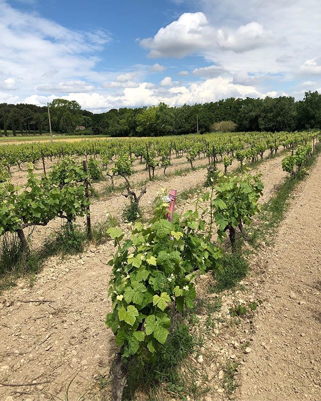 Vignes Région Provence 🍇 bit.ly/2YE58wn