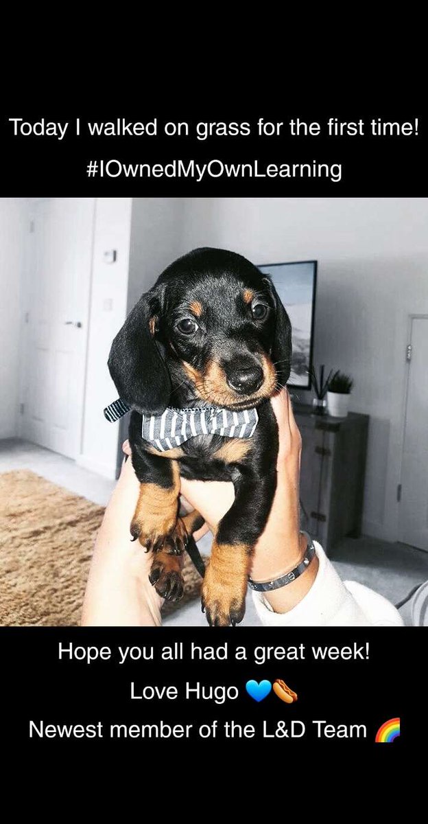 LoveLearning81's tweet photo. Wise words from Hugo! 

#wisedachshund #sausagedog #pupper #toocute #handsomeboy #ownyourownlearning #feelgoodtuesday https://t.co/wvZOobMt8T