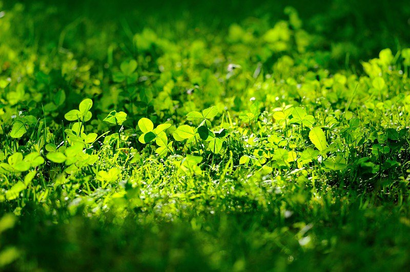 CastelliRomaniGreenT tweet media