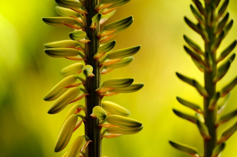 “Potranno tagliare tutti i fiori ma non fermeranno mai la #primavera” - Pablo Neruda #CastelliRomani #natura ph. <a href="/giannapetrucci/">gianna petrucci</a>