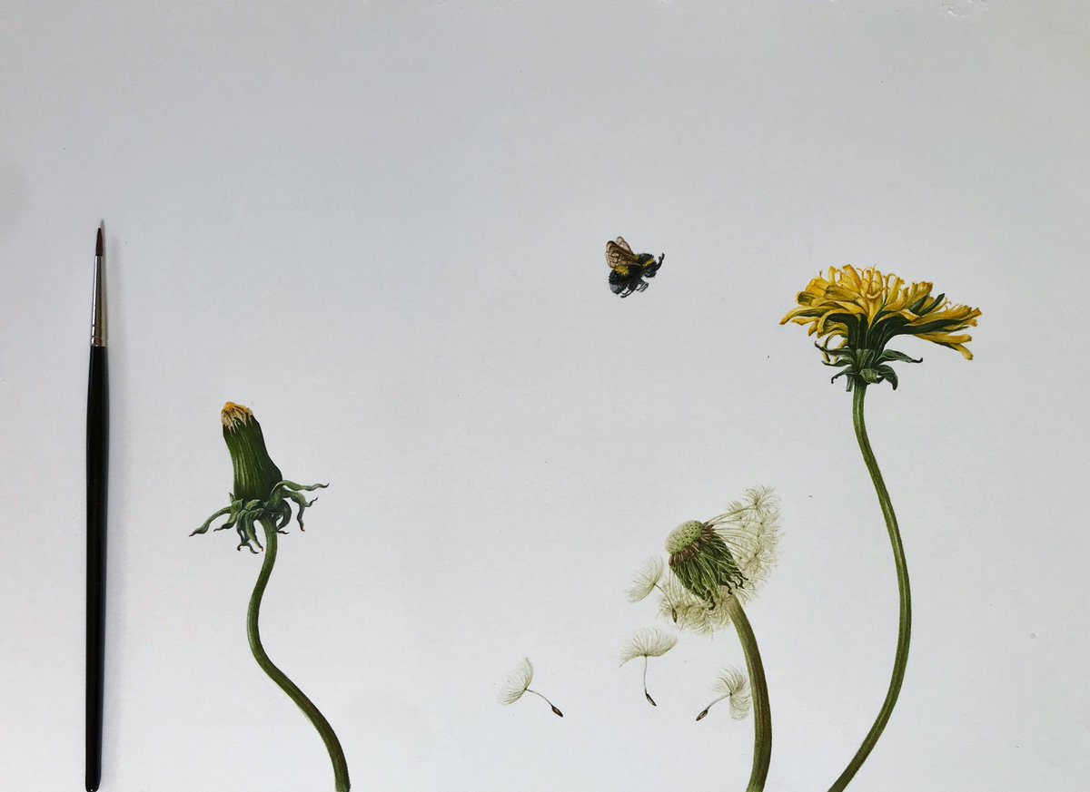 Dandelions and Pollinators in watercolour. Finito. #naturegarden #pollinators #watercolour #buyart #art #botanicalart #nomowmay #flowersnotweeds