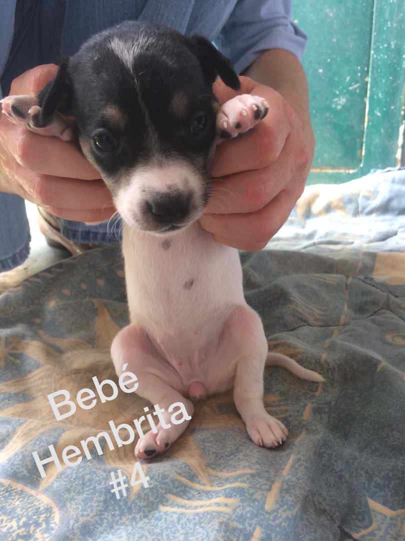 BEBÉS HEMBRITAS en adopción. Se entregan cuando sean destetados. COMPROMISO DE ESTERILIZACION. Adopción en CARACAS cuando mande mensajes SEA CORTEZ Y PRESÉNTESE CON NOMBRE Y LUGAR DONDE VIVE. De lo contrario no responderé. 0412-5579386 <a href="/PerroUsuario/">PerroUsuario Wof '•'</a>
