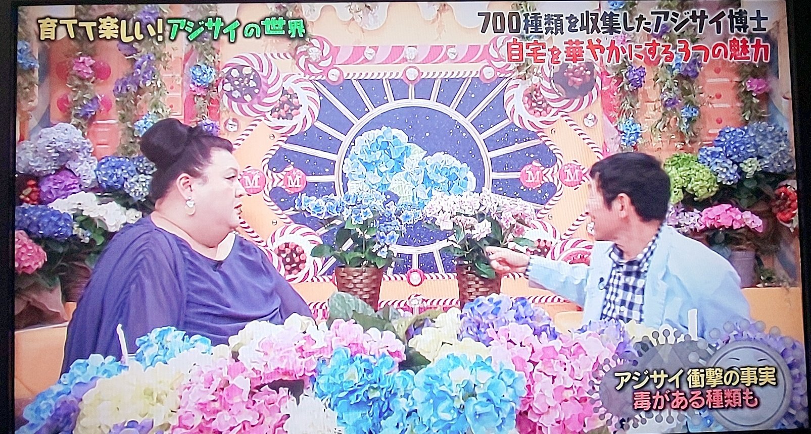 Morimiyukii ヒメ ほほー 昔はネガティブイメージの強かったアジサイの最近の人気の理由が分かった 今度 花屋でよく見てみよう マツコの知らない世界 アジサイ博士 茨城県牛久市 確実園 T Co Ucl4u4cdtf Twitter
