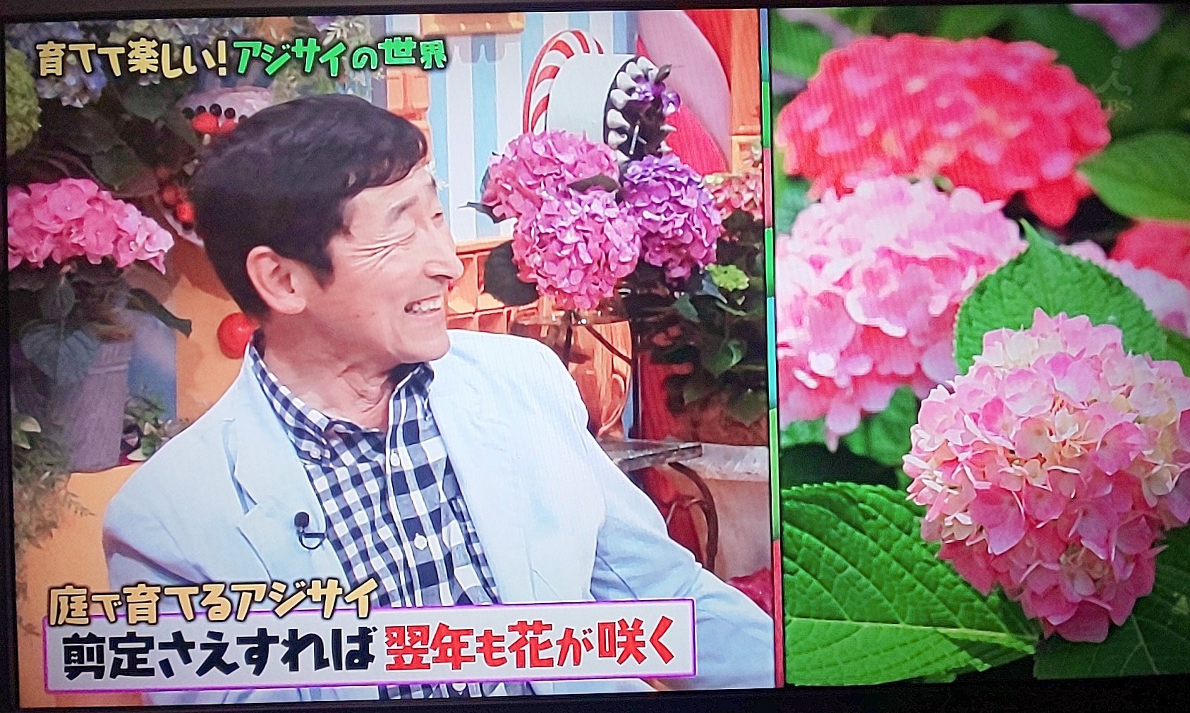 Morimiyukii ヒメ ほほー 昔はネガティブイメージの強かったアジサイの最近の人気の理由が分かった 今度 花屋でよく見てみよう マツコの知らない世界 アジサイ博士 茨城県牛久市 確実園 T Co Ucl4u4cdtf Twitter