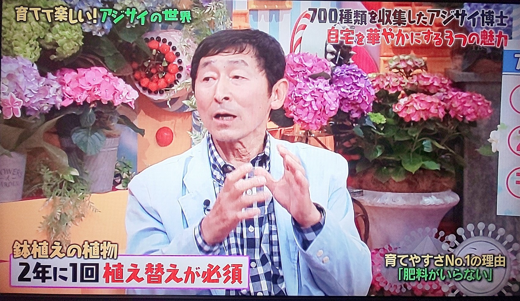 Morimiyukii ヒメ ほほー 昔はネガティブイメージの強かったアジサイの最近の人気の理由が分かった 今度 花屋でよく見てみよう マツコの知らない世界 アジサイ博士 茨城県牛久市 確実園 T Co Ucl4u4cdtf Twitter
