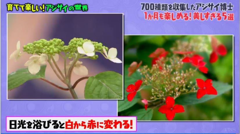 19年5月21日 マツコの知らない世界で アジサイ が話題に トレンドアットtv 19年5月21日 マツコの知らない世界で アジサイ が話題に トレンドアットtv