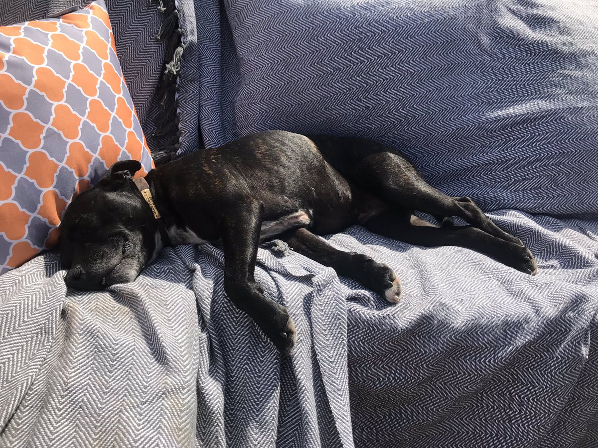 RPD2025STELLA's tweet photo. It’s sunny today.  Dad took us all for a lovely long walk now I’m resting outside with mum in the garden.  Mum is recovering well from her operation 🐾🐾 https://t.co/BtPjYImQrI
