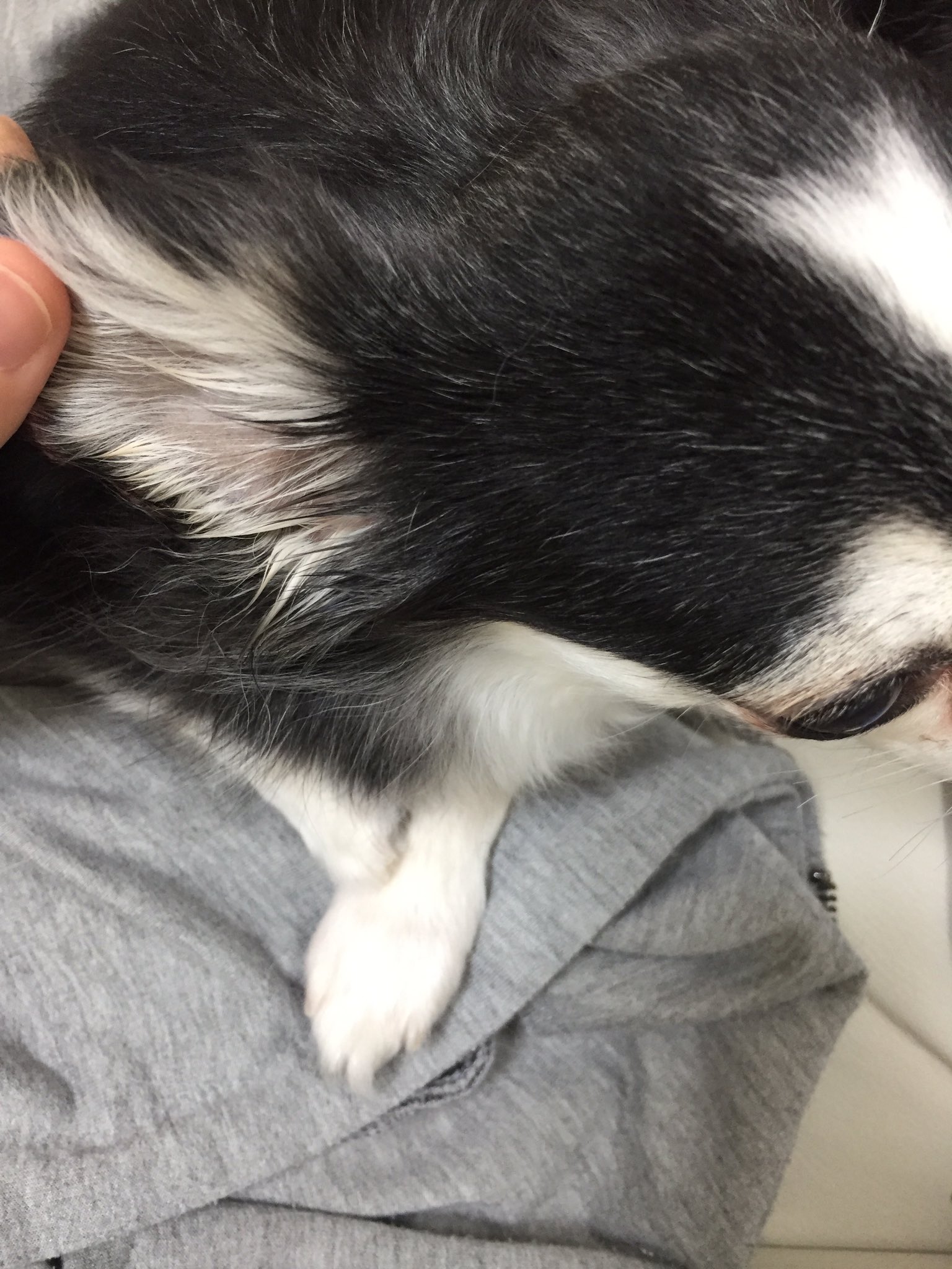 あいぬ やっぱり納得できなくて ３回診てもらい大丈夫言われたが何か臭う 病院変えてムースのついでに連れて行き本当よかった 耳にカビルンルンが住んでました これから梅雨の時期 気付かず大繁殖するとこだった 愛犬 老犬 元捨て犬 点耳薬でまた耳