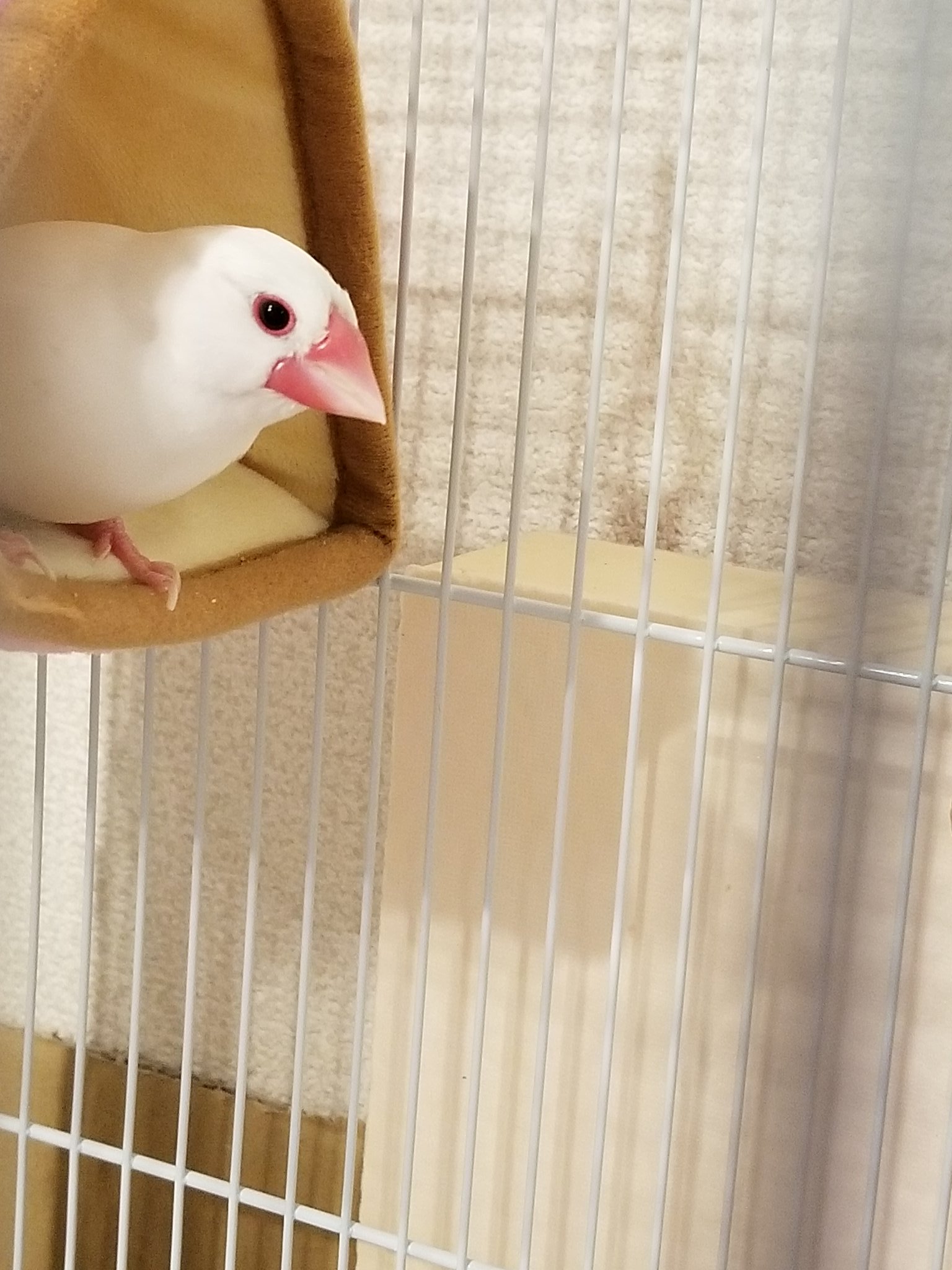 Lu Java文鳥love No Twitter なーにぃー スー W Zzz はいかわいい優勝 文鳥 かわいい バードテント ひょっこりルー Lu Java文鳥love No Twitter なーにぃー スー W Zzz はいかわいい優勝 文鳥 かわいい バードテント ひょっこりルー
