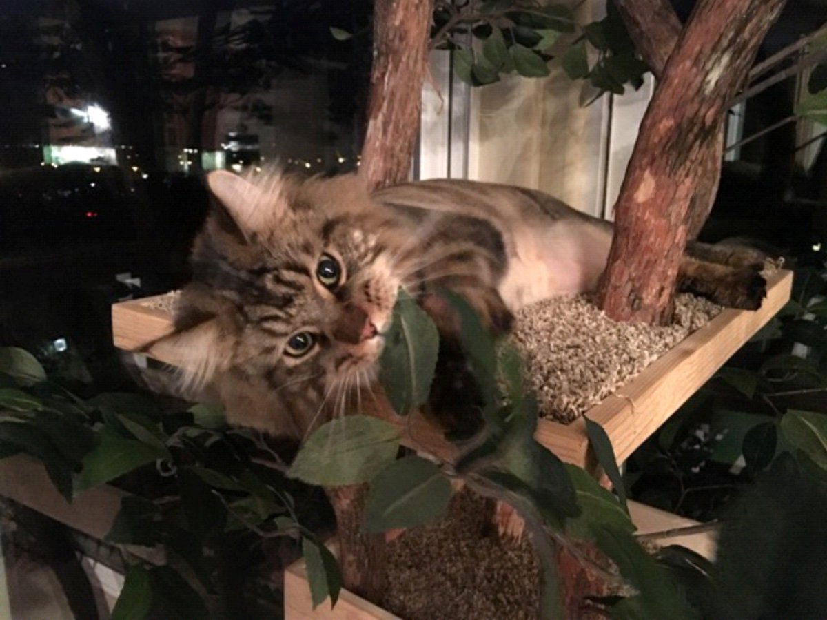 PetTreeHouse's tweet photo. Lono and Lave on their Custom Large Kit-ty Tree  Pet Tree Houses,llc https://t.co/XUuF9Z62Fx