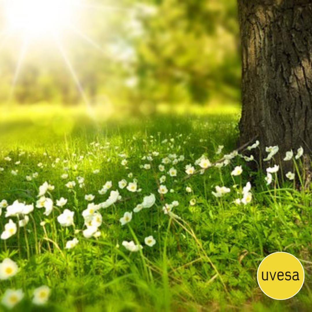 Grupo_Uvesa's tweet photo. Tras superar el frío, la primavera alcanza su plenitud en mayo, el mes de las flores.💐🌷🌸🌹🌺🌻 El césped destaca por su intenso olor y color verde. Los paseos nunca son tan agradables como en este mes. 💛 #uvesa #concurso #recetapollo #uvesatecuida #cocina #vidasana #pollo https://t.co/UCLxo9UL4I