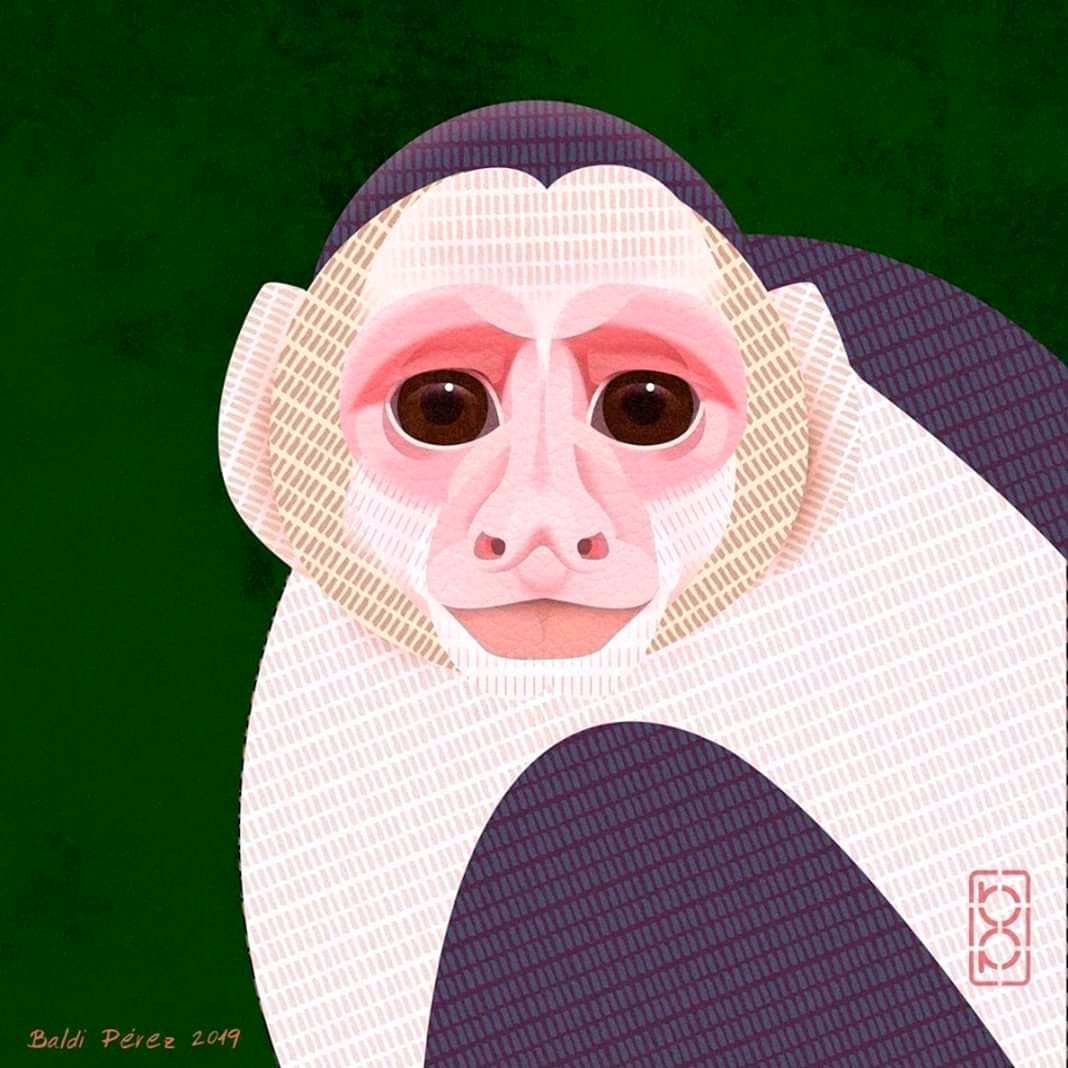 baldi_perez's tweet photo. "Capuchino de cara blanca". Ilustración digital.
#cebuscapucinus #cebus #monocapuchino #illustration #ilustracion #digitalpainting #naturaleza #monos #animallover #wildlife_inspired #wildlifeillustration #wildlife #planetearth #savetheplanet https://t.co/2tFnputAx9