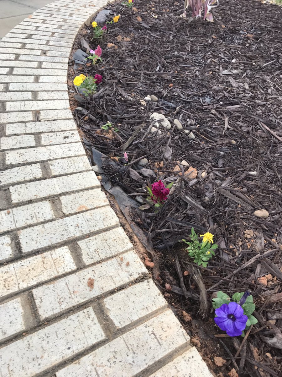 stjames_elem's tweet photo. What a sweet surprise on my morning walk around the building to see that somebody planted some beautiful flowers in our raised pond bed. #LCSstrong2theCore #SJESstrong2theCore https://t.co/lnqVdEoA20