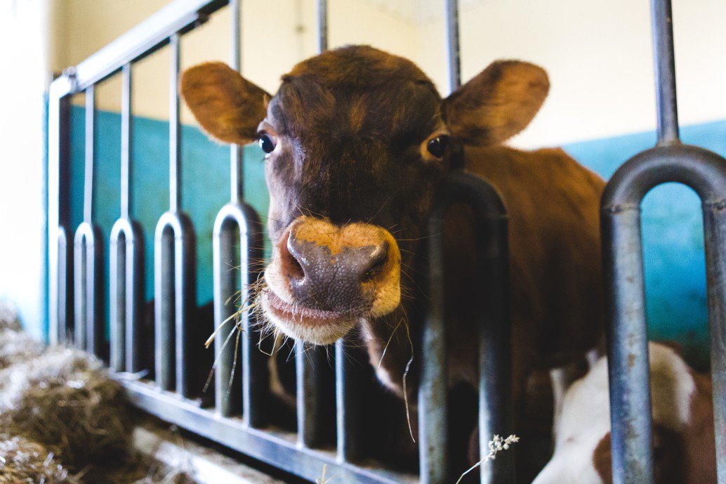 UK dairy farmers boost milk production with lighting 🐄💡👀 ow.ly/7ubf30oAAKn #lighting #industrynews #farming #agriculture