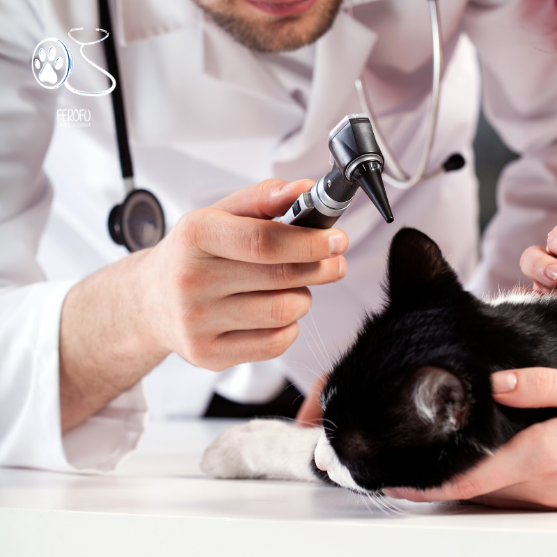 cvferofu's tweet photo. Contamos con servicio de hospitalización 24 H 😊
Los mejores cuidados para tu mascota 🏥
https://t.co/knUVfSuOYL

#perro #sabiasque #curiosidad #cachorro #dormir #perrito #mascota #monada #precioso #veterinaria #brunete #madrid #mejor #amigo #salud #cuidado #dueños #casa https://t.co/LNTYOWvtJC